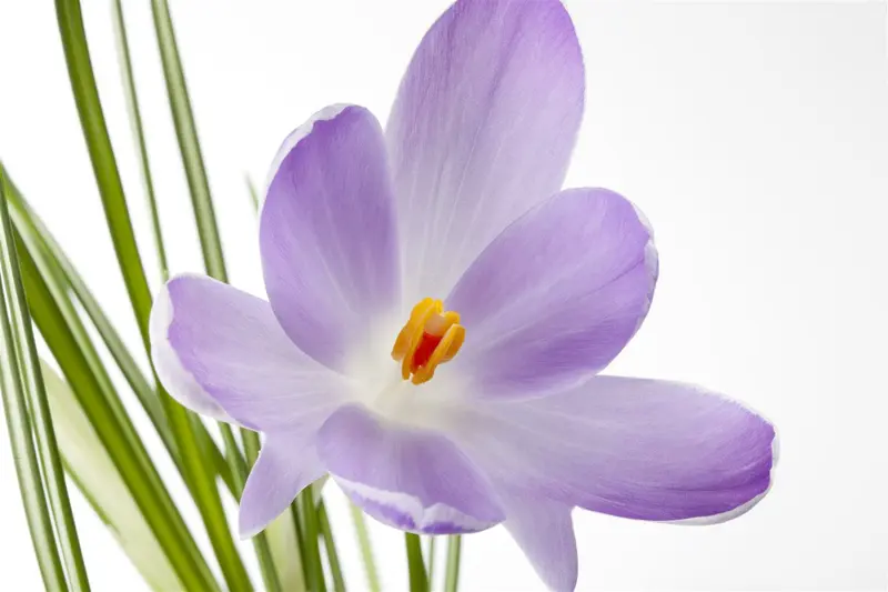 Crocus botanisch gemengd - mix BLOEMBOL 6/+ *100 - afbeelding 2