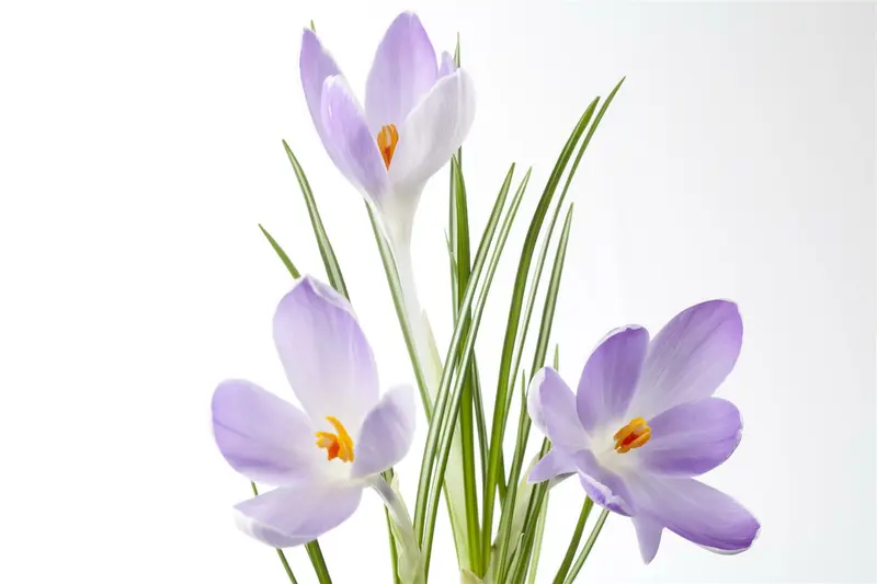 Crocus botanisch gemengd - mix BLOEMBOL 6/+ *100 - afbeelding 3