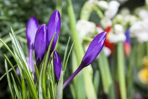 Crocus botanisch gemengd - mix BLOEMBOL 6/+ *100 - afbeelding 5