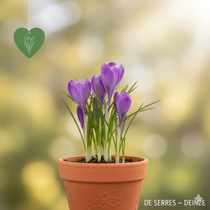 Crocus tommasinianus P9