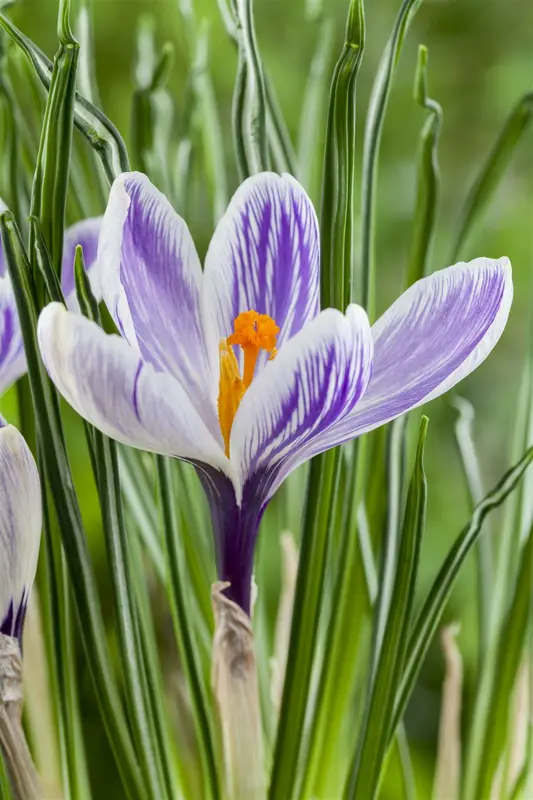 Crocus vernus blauw/bleu - wit/blanc 'Fragonard' BLOEMBOL *100 - afbeelding 5