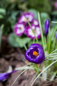 Crocus vernus gemengd-mix BLOEMBOL 8/+ *100 - afbeelding 1