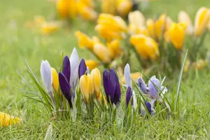 Crocus vernus gemengd-mix BLOEMBOL 8/+ *100 - afbeelding 2