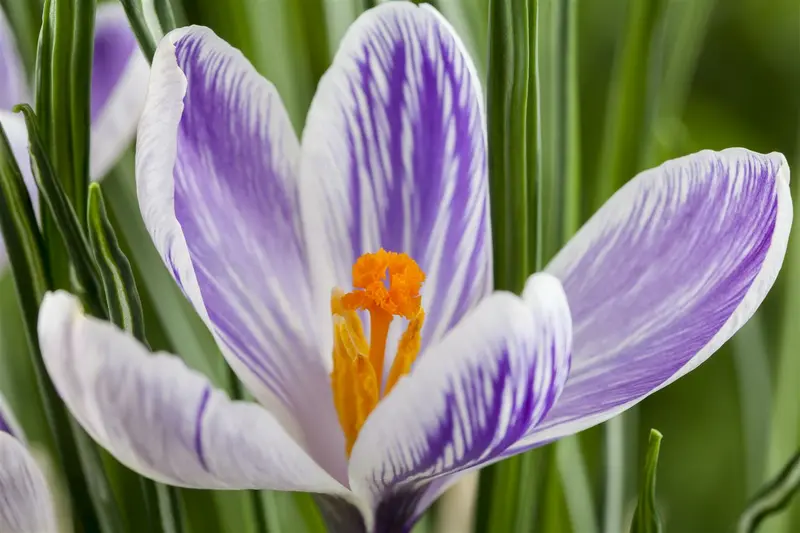 Crocus vernus gemengd-mix BLOEMBOL 8/+ *100 - afbeelding 4