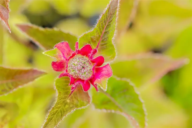 monarda hybr. 'croftway pink' P9 - afbeelding 1