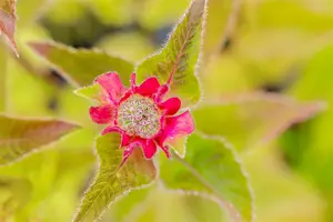 monarda hybr. 'croftway pink' P9 - afbeelding 2