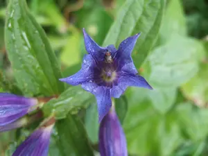 gentiana cruciata P9