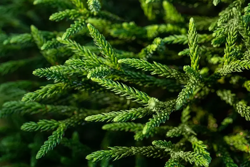 Cryptomeria jap. 'Dinger' 30- 40   C8