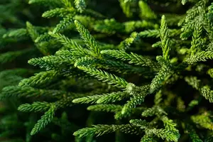 Cryptomeria jap. 'Dinger' STAM/ 60 C8