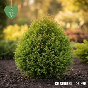 Cryptomeria japonica 'Elegans' C18 (100-125)