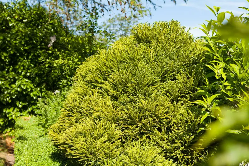 Cryptomeria jap. 'Globosa Nana' 30- 40 C10 - afbeelding 2