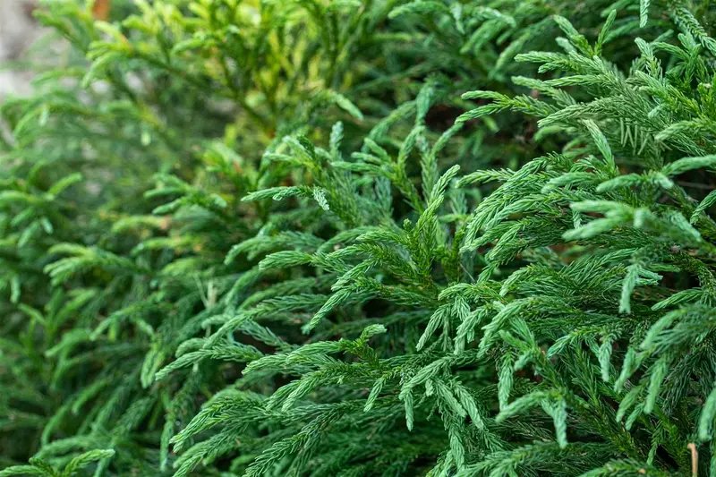 Cryptomeria jap. 'Globosa Nana' 30- 40 C10 - afbeelding 5