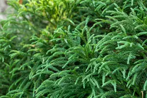Cryptomeria jap. 'Globosa Nana' 30- 40 C10 - afbeelding 5