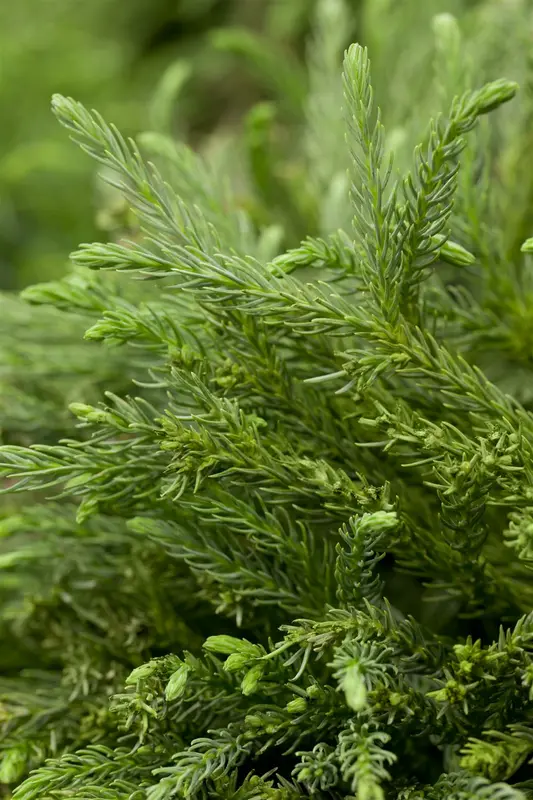 cryptomeria jap. 'globosa nana' (40- 50cm) - afbeelding 5