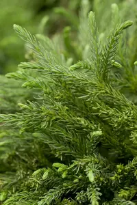 cryptomeria jap. 'globosa nana' (40- 50cm) - afbeelding 5