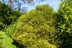 cryptomeria jap. 'globosa nana' (40- 50cm) - afbeelding 3