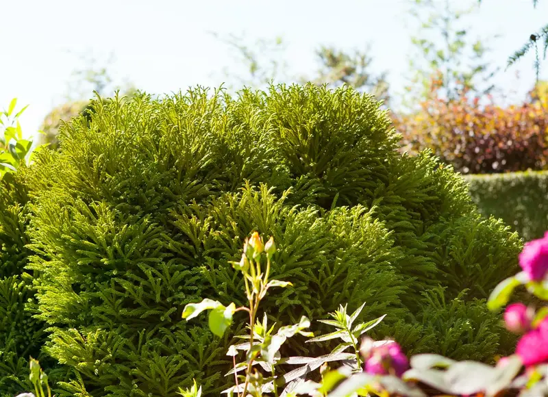cryptomeria jap. 'globosa nana' (40- 50cm) - afbeelding 1
