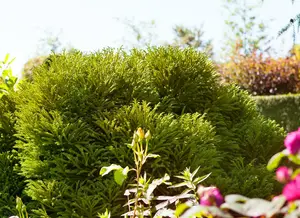 cryptomeria jap. 'globosa nana' (40- 50cm) - afbeelding 5