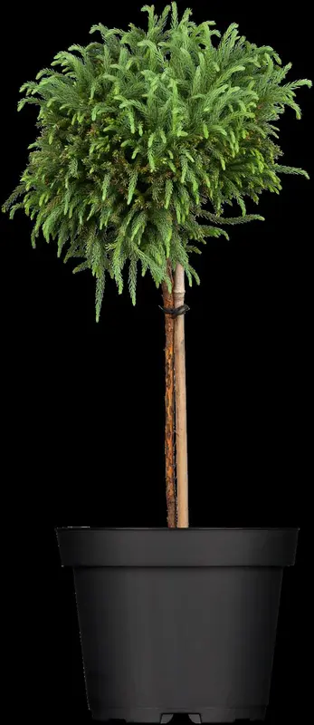 cryptomeria jap. 'globosa nana' (40- 50cm) - afbeelding 4