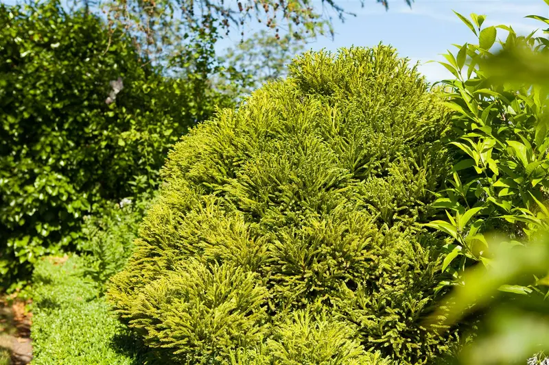 Globosa Nana - afbeelding 2