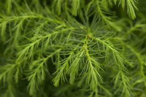 Cryptomeria jap. 'Kamasan' 30- 40   C11 - afbeelding 3