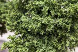 Cryptomeria jap. 'Kyara Gold' 80-100   C10 - afbeelding 1