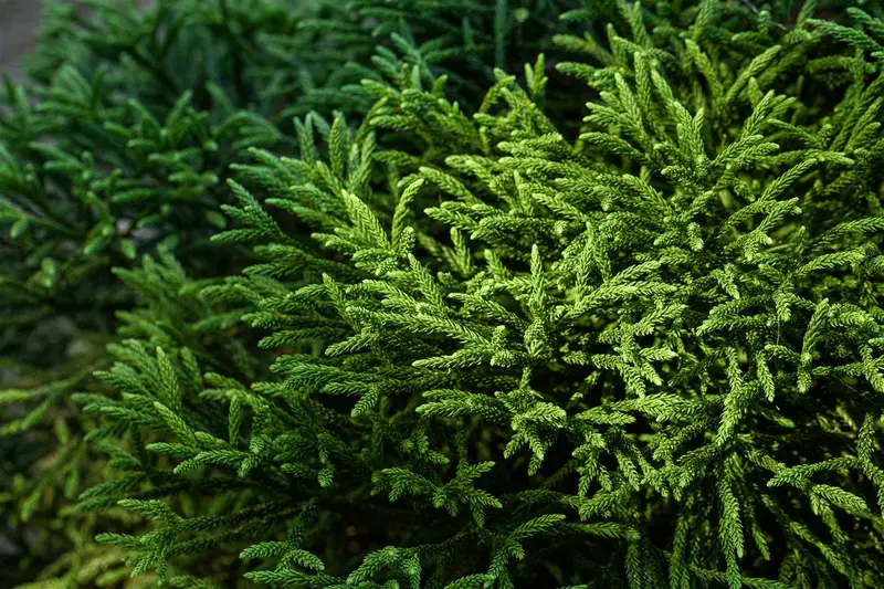 Cryptomeria jap. 'Little Champion' 30- 40   C8 - afbeelding 2