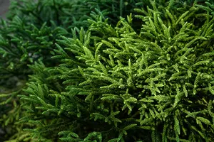 Cryptomeria jap. 'Little Champion' 30- 40   C8 - afbeelding 2
