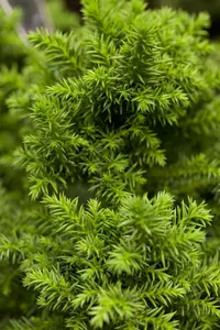 cryptomeria jap. 'vilmoriana' (20- 25 C cm) - afbeelding 5