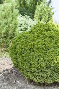 cryptomeria jap. 'vilmoriana' (20- 25 C cm) - afbeelding 2