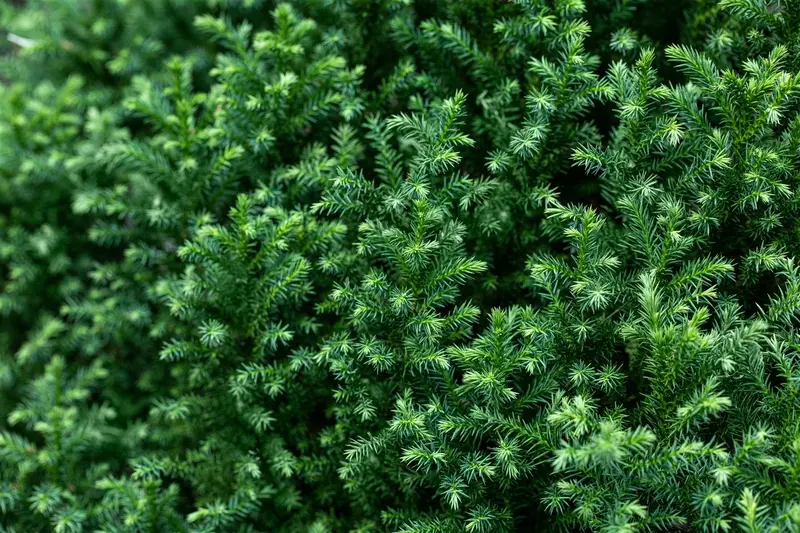 cryptomeria jap. 'vilmoriana' (20- 25 C cm) - afbeelding 3
