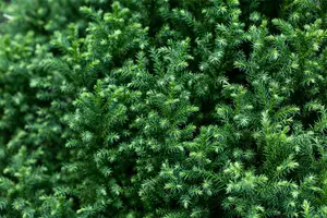 cryptomeria jap. 'vilmoriana' (20- 25 C cm) - afbeelding 3