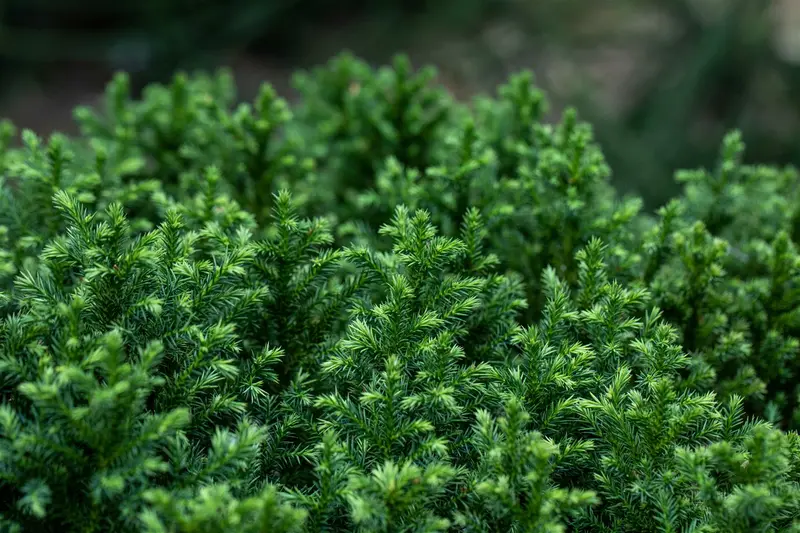 cryptomeria jap. 'vilmoriana' (20- 25 C cm) - afbeelding 4