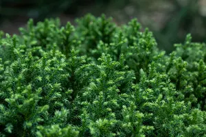 cryptomeria jap. 'vilmoriana' (20- 25 C cm) - afbeelding 4