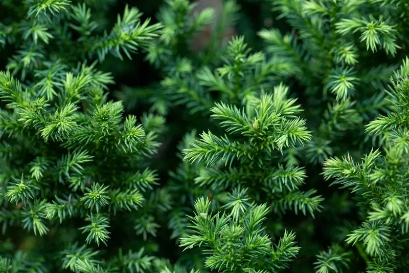 cryptomeria jap. 'vilmoriana' (20- 25 C cm) - afbeelding 5