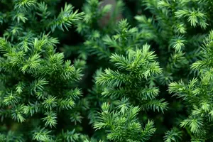 cryptomeria jap. 'vilmoriana' (20- 25 C cm) - afbeelding 5