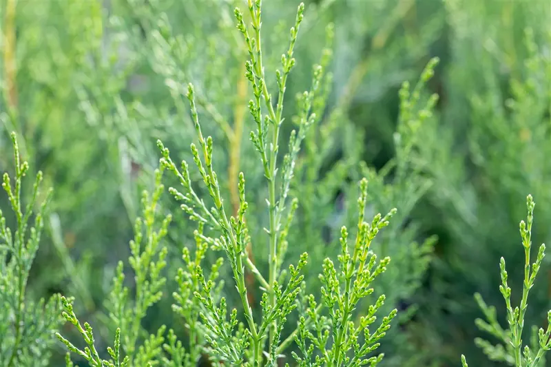 Cupressocyparis l. '2001' 200-250   C25 - afbeelding 1