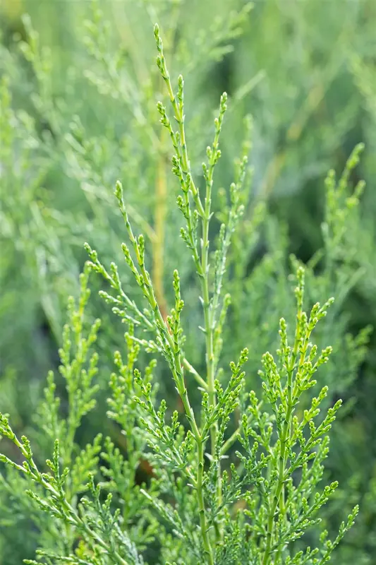 Cupressocyparis l. '2001' 80-100   C9 SPIR. - afbeelding 2