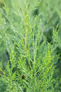Cupressocyparis l. '2001' 80-100   C9 SPIR. - afbeelding 2