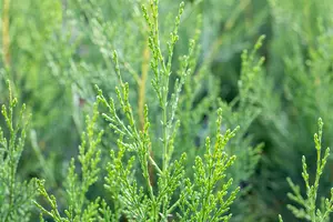 Cupressocyparis l. '2001' 80-100   C9 SPIR. - afbeelding 1