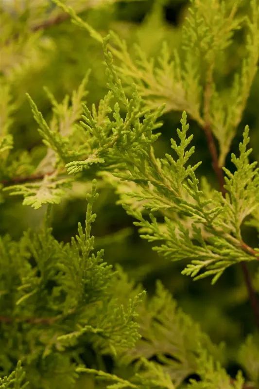 cupressocyparis l. 'castlewellan' (100-125 cm) - afbeelding 5