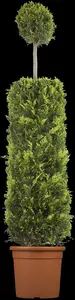 cupressocyparis l. 'castlewellan' (100-125 cm) SPIR - afbeelding 4
