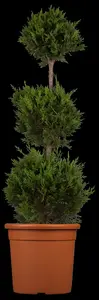 cupressocyparis l. 'castlewellan' (100-125 cm) SPIR - afbeelding 3