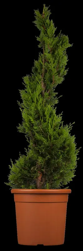 cupressocyparis l. 'castlewellan' (100-125 cm) SPIR - afbeelding 2