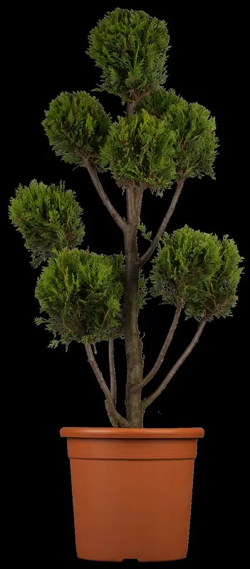 cupressocyparis l. 'castlewellan' (100-125 cm) SPIR - afbeelding 1