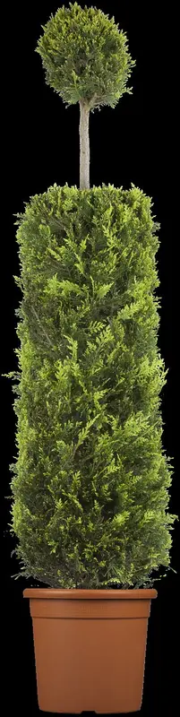 Cupressocyparis l. 'Castlewellan' 125-150   C24 SPIR. - afbeelding 4