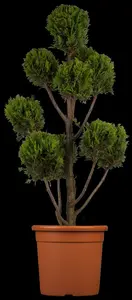 Cupressocyparis l. 'Castlewellan' 125-150   C24 SPIR. - afbeelding 1