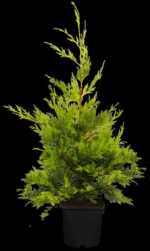 cupressocyparis l. 'gold rider' (125-150 cm) - afbeelding 1