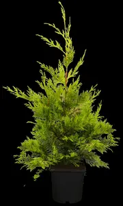 cupressocyparis l. 'gold rider' (125-150 cm) - afbeelding 5