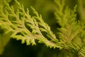 Cupressocyparis l. 'Gold Rider' 140-150 C30 POMPON